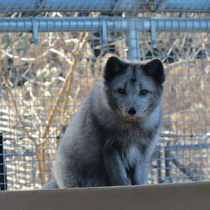 Arctic Fox