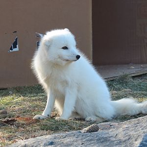 Arctic Fox