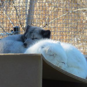 Arctic Fox