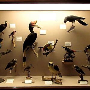 Carnegie Museum of Natural History Bird Hall - YouTube