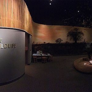 Carnegie Museum of Natural History African Hall - YouTube