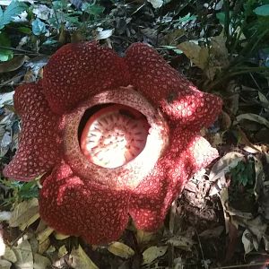 Rafflesia sp. - Poring Hot Springs, Sabah