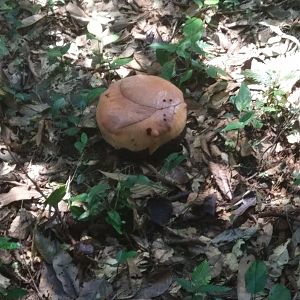 Rafflesia sp. - Poring Hot Springs, Sabah