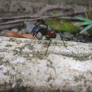 Ant - Poring Hot Springs, Sabah