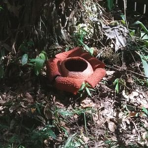 Rafflesia sp. - Poring Hot Springs, Sabah
