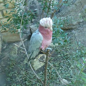Galah