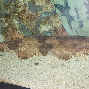 Spotted wobbegong