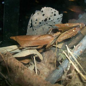 Giant dead leaf mantis