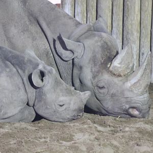 Sleepy Rhino's !