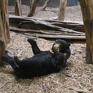 Dopey Sun Bear playing with piece of bark !