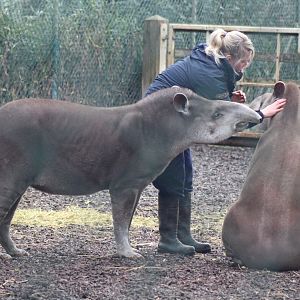 Keeper playing with Tapir's (My Favs)