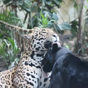 Napo & Goshi grooming each other