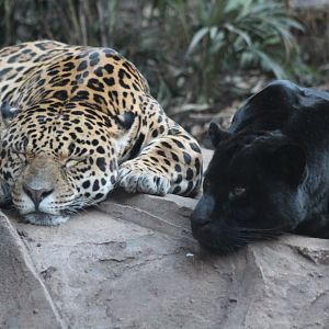 Sleepy Jaguars