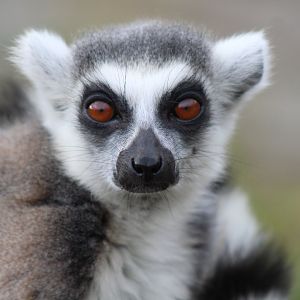 Ring Tailed Lemur