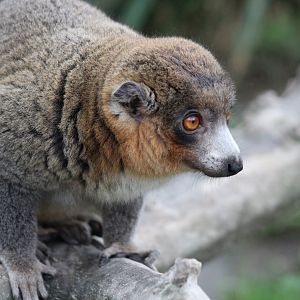 Mongoose Lemur