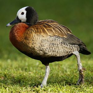 White-faced whistling duck (Dendrocygna viduata)