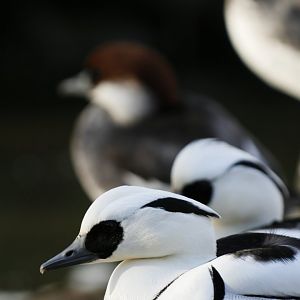 A series of smew (Mergellus albellus)