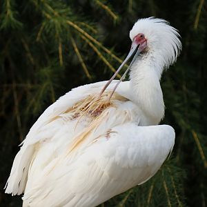 African spoonbill (Platalea alba)