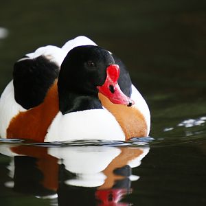 Common shelduck (Tadorna tadorna)