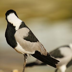 Blacksmith plover (Vanellus armatus)