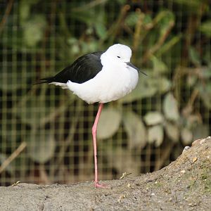 Black-winged stilt (Himantopus himantopus)