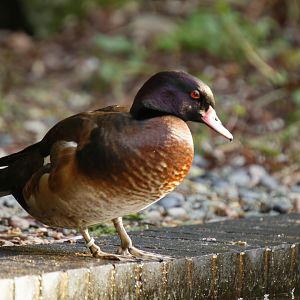 Duck ID?