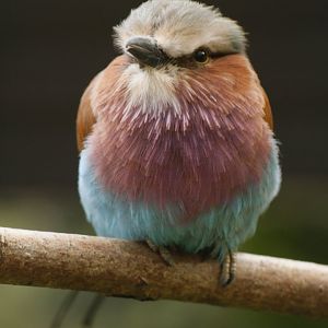 Lilac-breasted roller (Coracias caudatus)