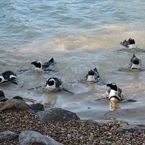 African Penguins