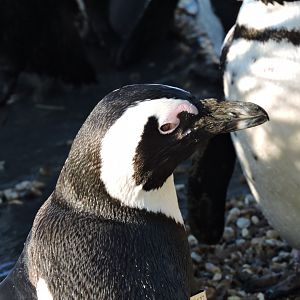 African Penguin