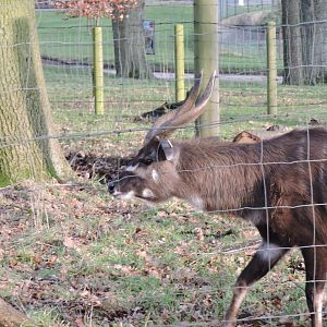 Sitatunga in old Moose paddock