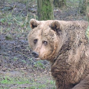 European Brown Bear