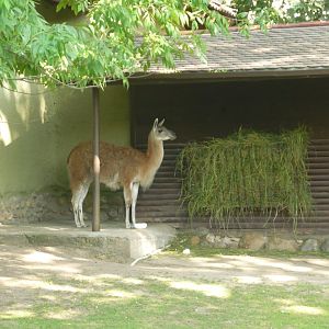 Guanaco