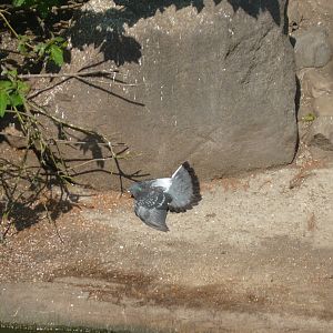 Sunbathing pigeon