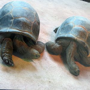 Aldabra Tortoises