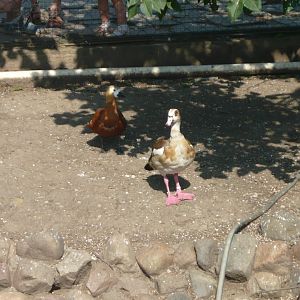 Egyptian goose and Common shelduck