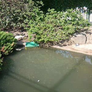 Peafowl, pheasants and waterfowl exhibit