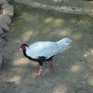 Silver pheasant