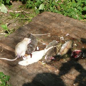 White-tailed eagle's dinner
