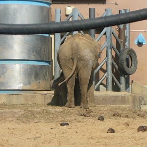 Asian elephant's butt