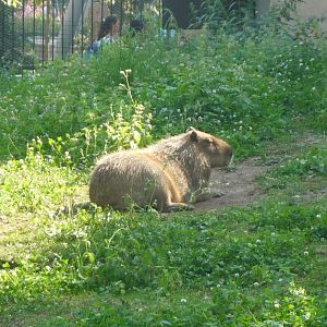 Capybara