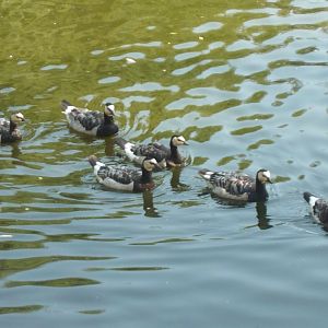 Barnacle geese