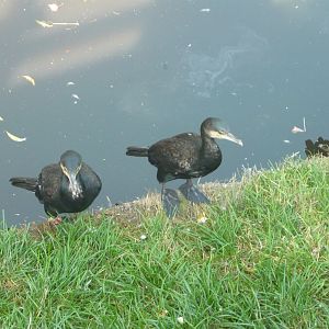Great cormorants
