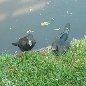Great cormorants
