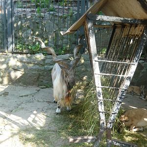 Markhor