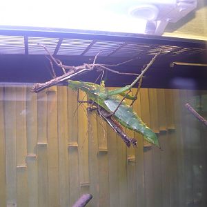 Jungle nymph (Heteropteryx dilatata)