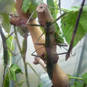 Periphetes forcipatus