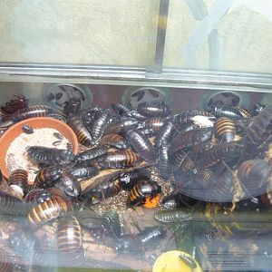 Princisia cockroaches