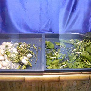 Silkworm exhibit