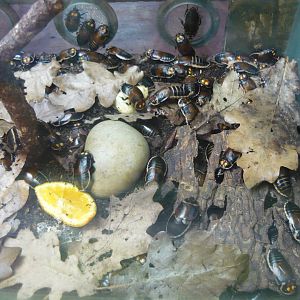 Glowspot cockroaches (Lucihormetica verrucosa)