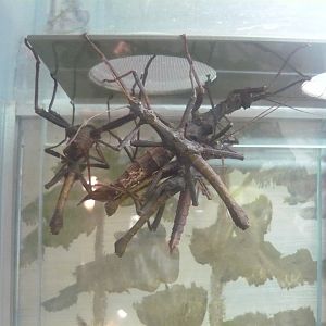 Giant thorny stick insect (Trachyaretaon brueckneri)